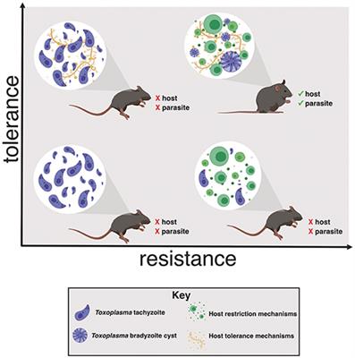 Disease Tolerance in Toxoplasma Infection